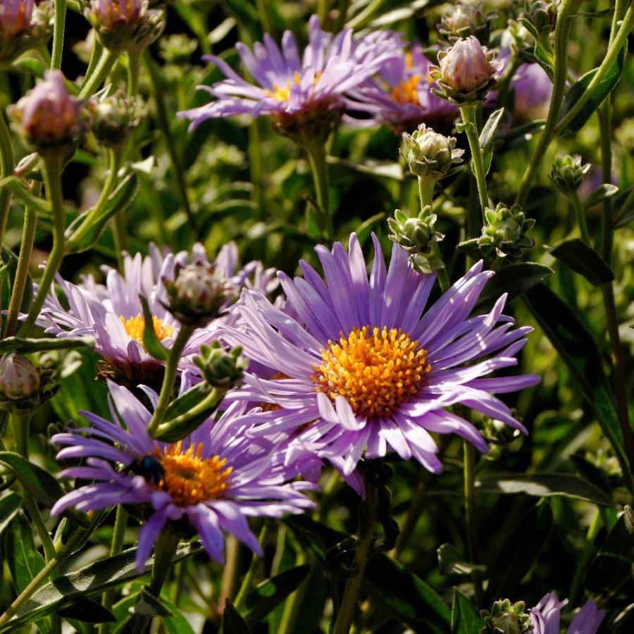 Plantes Vivaces ASTER amellus 'Rudolph Goethe' - Aster d'été en vente - Aster oeil du christ en vente - Pépinière Lepage .