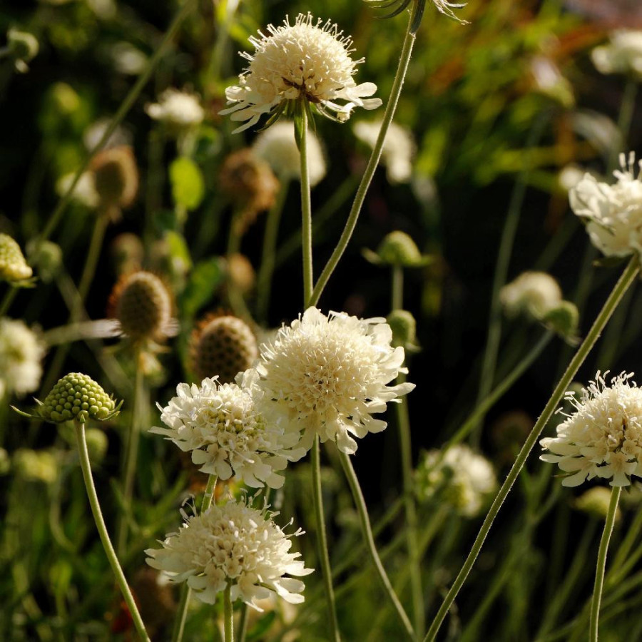 Plantes Vivaces SCABIOSA ochroleuca 'Moon Dance' - Scabieuse en vente - Pépinière Lepage .