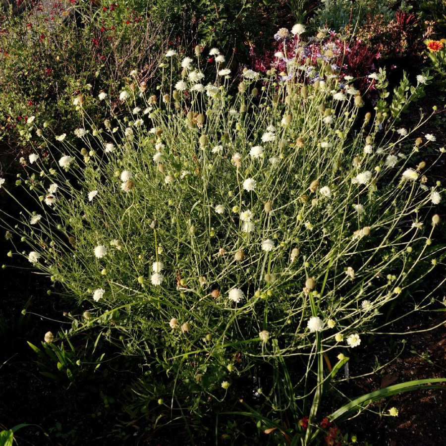 Plantes Vivaces SCABIOSA ochroleuca 'Moon Dance' - Scabieuse en vente - Pépinière Lepage .