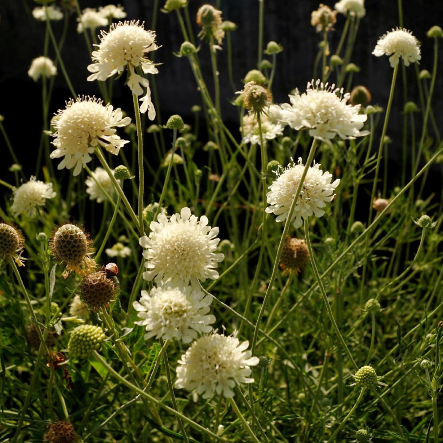 Plantes Vivaces SCABIOSA ochroleuca 'Moon Dance' - Scabieuse en vente - Pépinière Lepage .