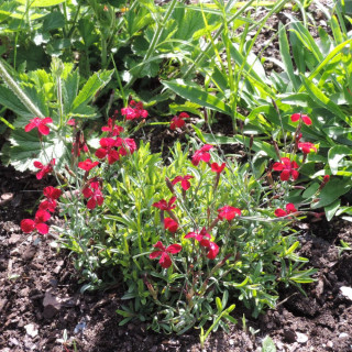 DIANTHUS deltoides 'Flashing Light' ('Leuchtfunk')