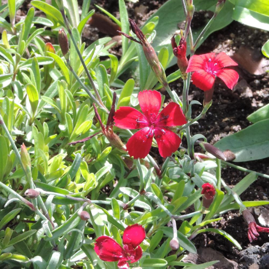Plantes Vivaces DIANTHUS deltoides 'Flashing Light' ('Leuchtfunk') - Oeillet à delta en vente - Pépinière Lepage .