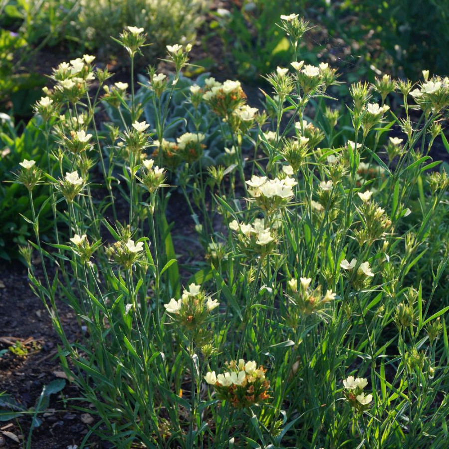 Plantes Vivaces DIANTHUS knappii - Oeillet en vente - Pépinière Lepage .
