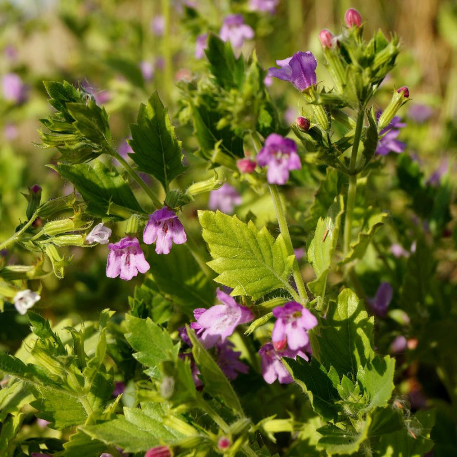 Plantes Vivaces CALAMINTHA grandiflora - Calament en vente - Thé de l'Aubrac en vente - Pépinière Lepage .