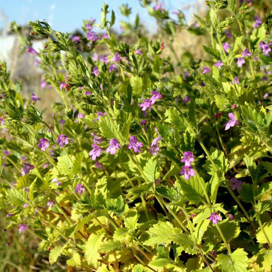 Plantes Vivaces CALAMINTHA grandiflora - Calament en vente - Thé de l'Aubrac en vente - Pépinière Lepage .