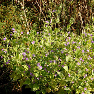 Plantes Vivaces CALAMINTHA grandiflora - Calament en vente - Thé de l'Aubrac en vente - Pépinière Lepage .