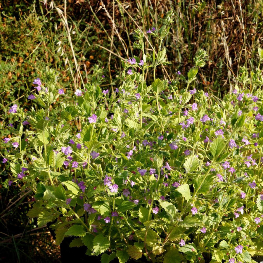 Plantes Vivaces CALAMINTHA grandiflora - Calament en vente - Thé de l'Aubrac en vente - Pépinière Lepage .