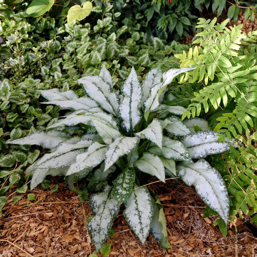 Plantes Vivaces PULMONARIA 'Majesté' - Pulmonaire en vente - Pépinière Lepage .