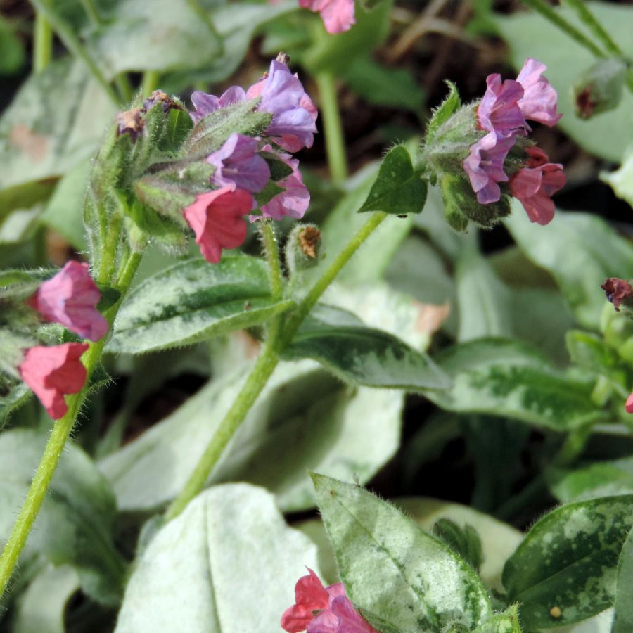 Plantes Vivaces PULMONARIA 'Majesté' - Pulmonaire en vente - Pépinière Lepage .