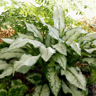 Plantes Vivaces PULMONARIA 'Majesté' - Pulmonaire en vente - Pépinière Lepage .