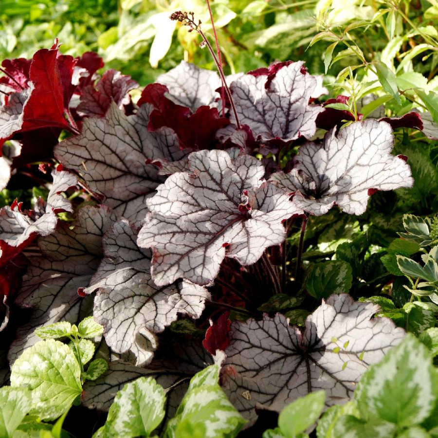 HEUCHERA 'Spellbound' ®