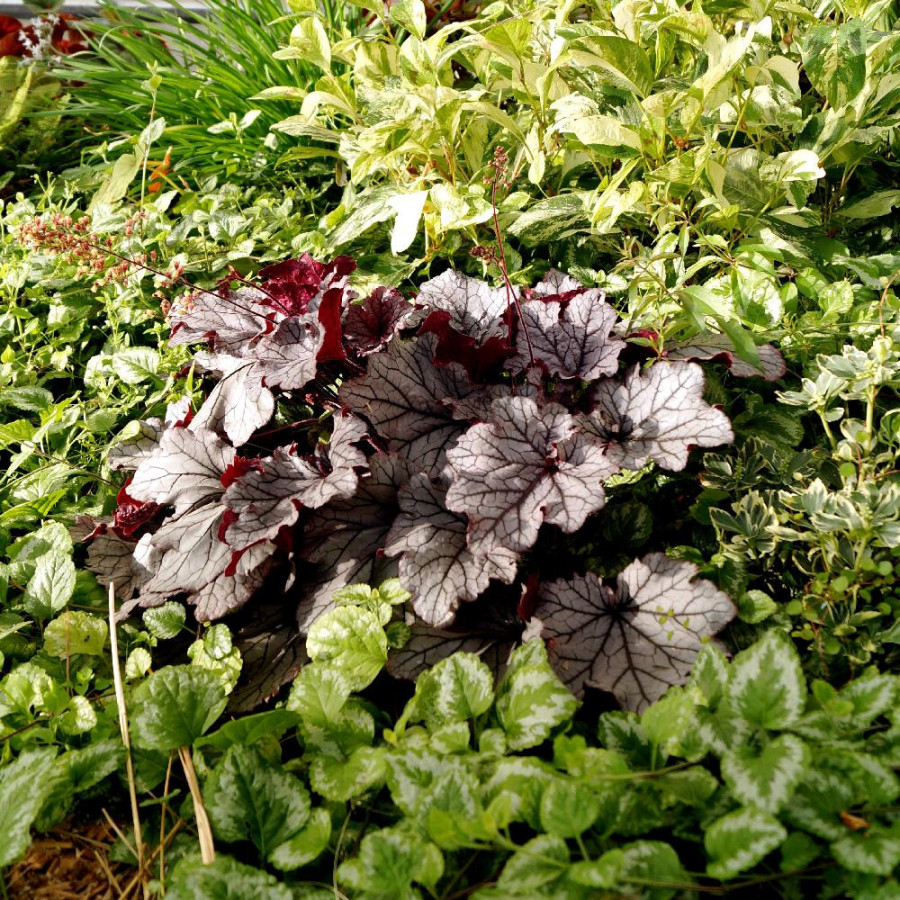 HEUCHERA 'Spellbound' ®