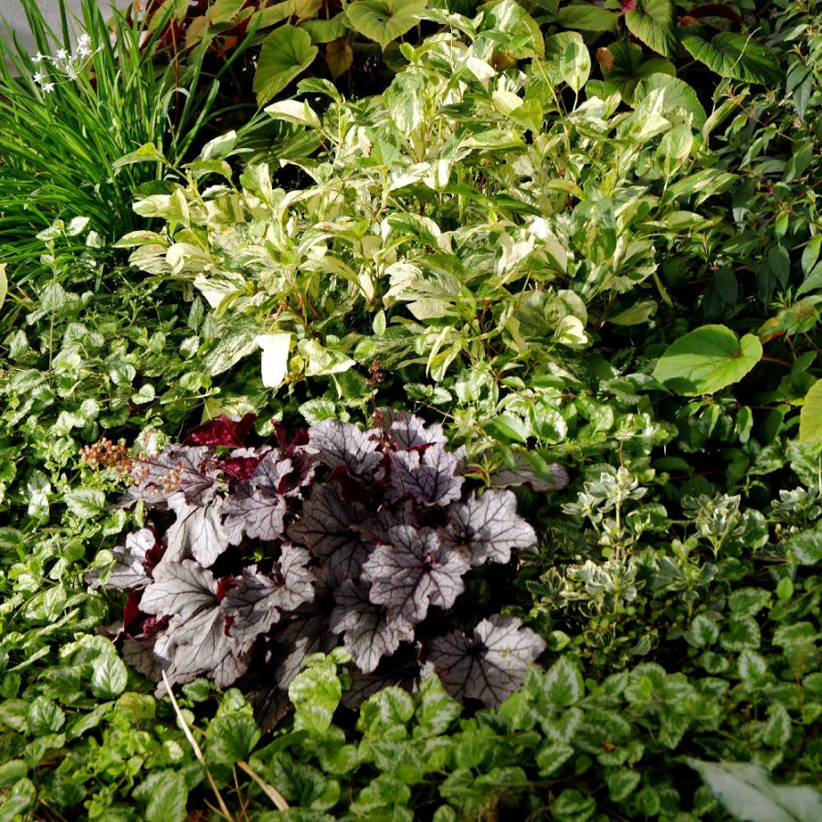 HEUCHERA 'Spellbound' ®