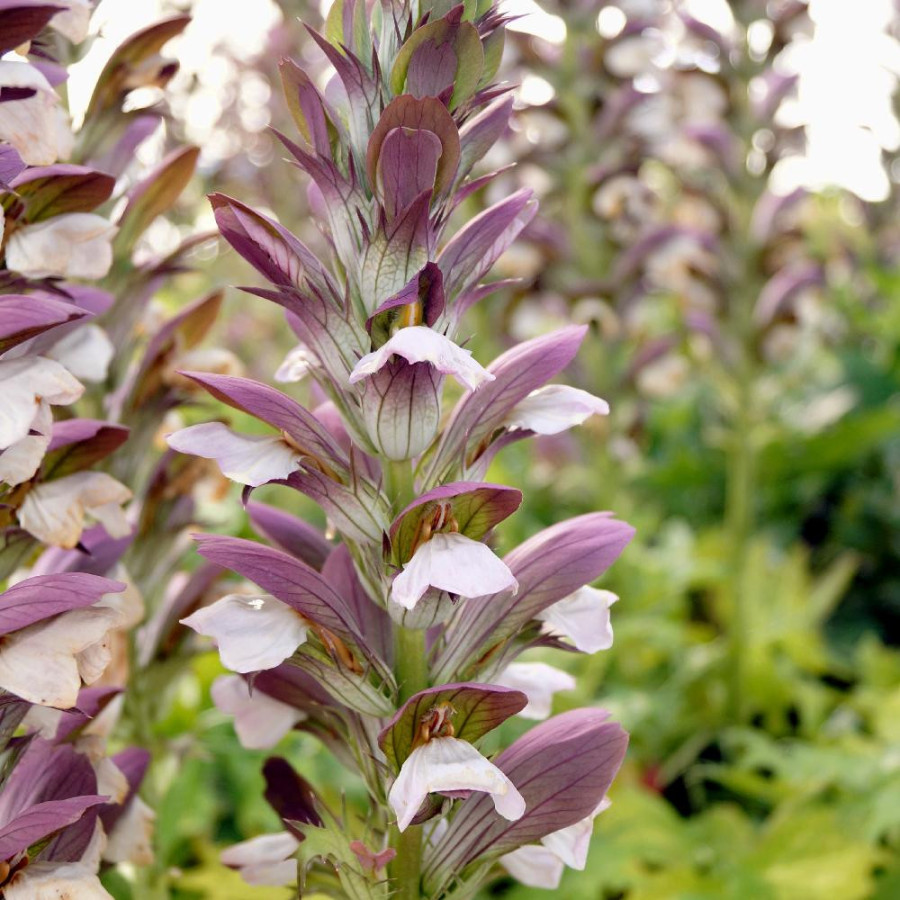 Plantes Vivaces ACANTHUS hungaricus 'White Lips' - Acanthe de Hongrie en vente - Pépinière Lepage .
