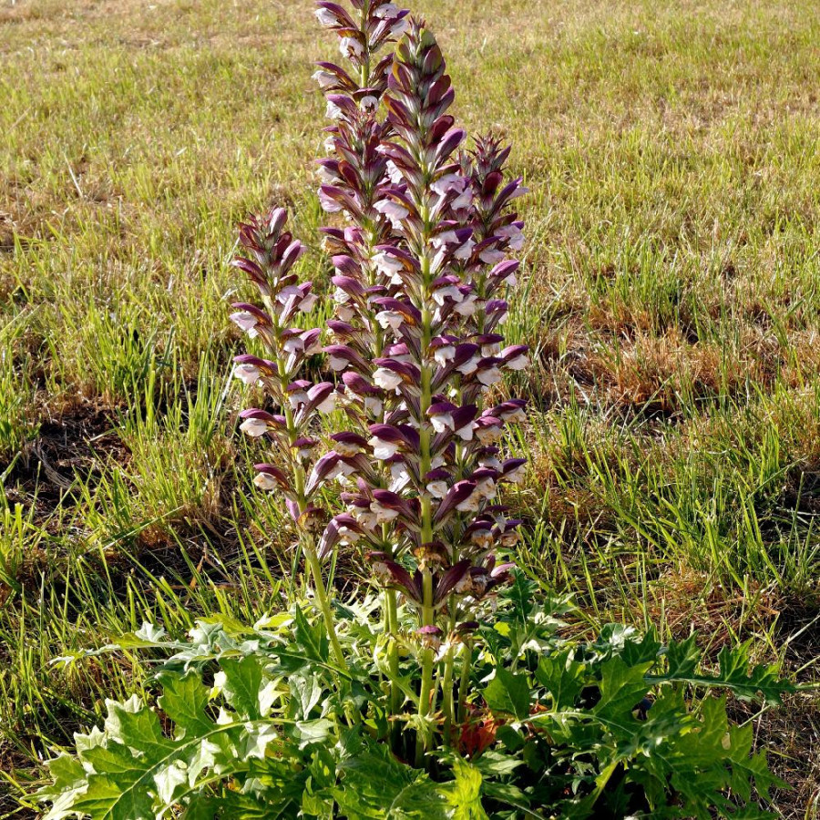 Plantes Vivaces ACANTHUS hungaricus 'White Lips' - Acanthe de Hongrie en vente - Pépinière Lepage .