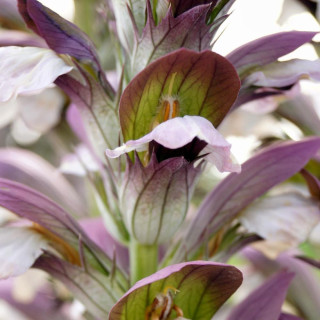 Plantes Vivaces ACANTHUS hungaricus 'White Lips' - Acanthe de Hongrie en vente - Pépinière Lepage .