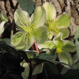 HELLEBORUS 'Honeyhill Joy'