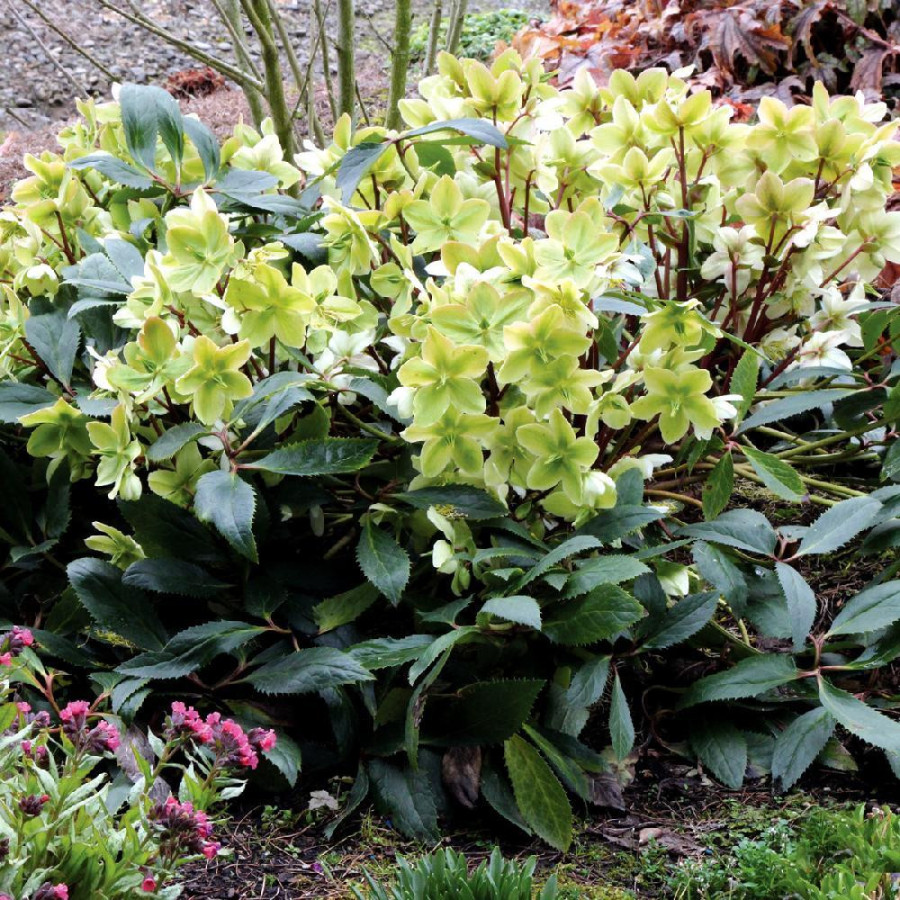 HELLEBORUS 'Honeyhill Joy'