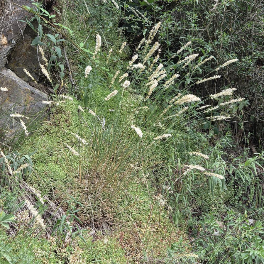 Plantes Vivaces MELICA ciliata - Mélique en vente - Mélique ciliée en vente - Pépinière Lepage .