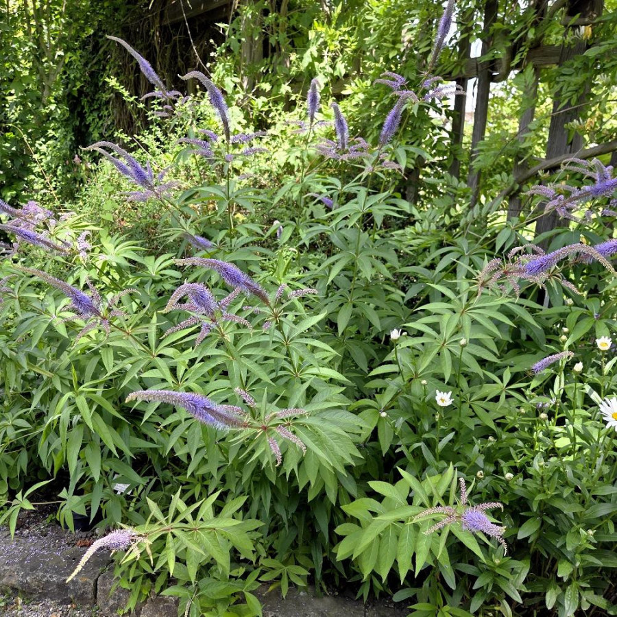 Plantes Vivaces VERONICA longifolia (exaltata) - Véronique en vente - Pépinière Lepage .