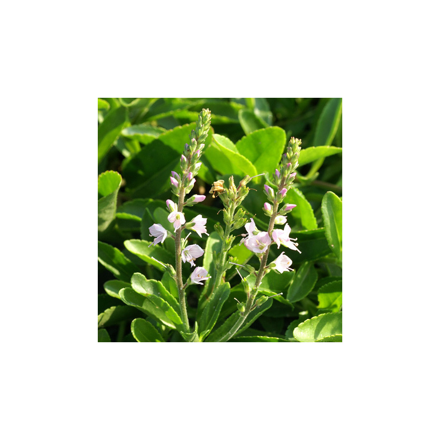 Plantes Vivaces VERONICA cantiana 'Kentish Pink' - Véronique en vente - Pépinière Lepage .