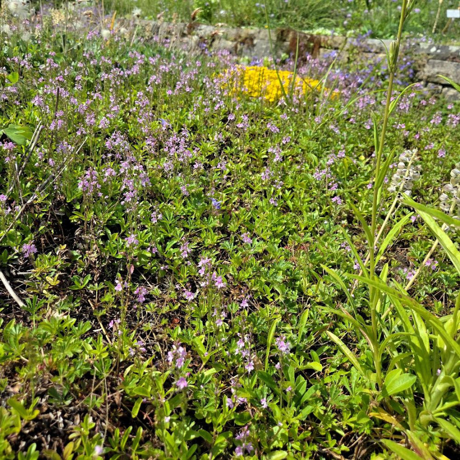 Plantes Vivaces VERONICA cantiana 'Kentish Pink' - Véronique en vente - Pépinière Lepage .