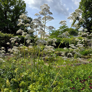 Plantes Vivaces VALERIANA officinalis - Valériane en vente - Herbe aux chats en vente - Pépinière Lepage .