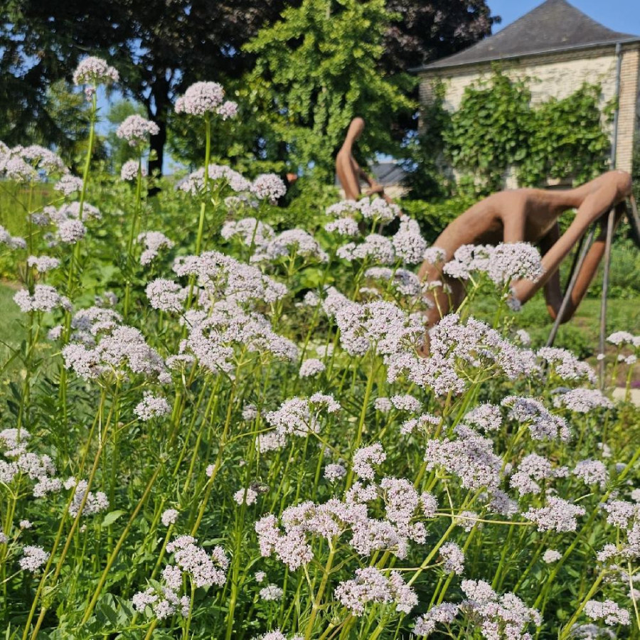 Plantes Vivaces VALERIANA officinalis - Valériane en vente - Herbe aux chats en vente - Pépinière Lepage .
