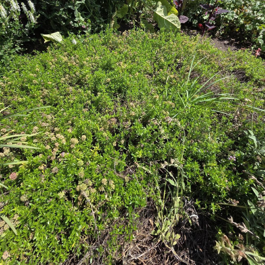 Plantes Vivaces THYMUS longicaulis - Thym en vente - Thym Cilié en vente - Pépinière Lepage .