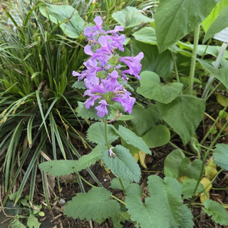 Plantes Vivaces STACHYS grandiflora - Epiaire en vente - Bétoine en vente - Pépinière Lepage .