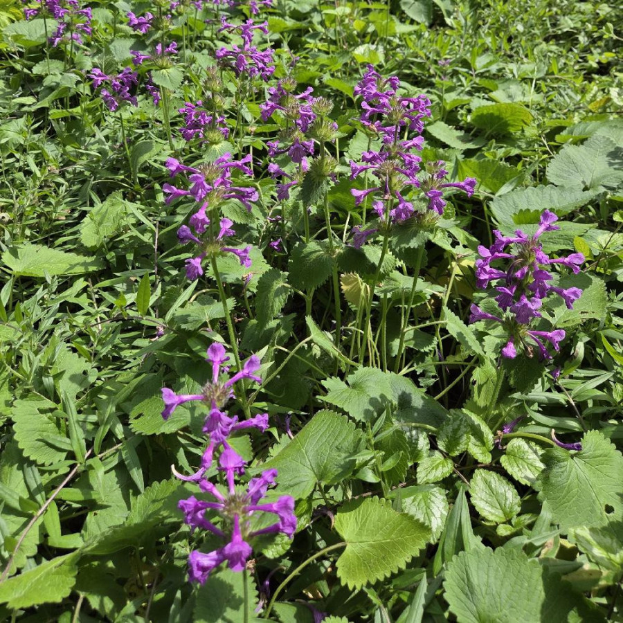 Plantes Vivaces STACHYS grandiflora - Epiaire en vente - Bétoine en vente - Pépinière Lepage .