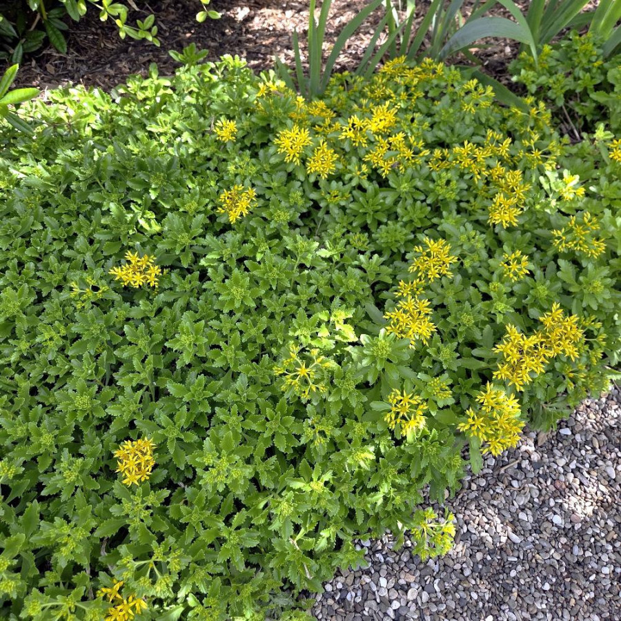 Plantes Vivaces SEDUM kamtschaticum - Sédum en vente -  Orpin du Kamtchatka en vente - Pépinière Lepage .