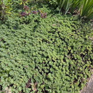 Plantes Vivaces SEDUM pachyclados - Sédum en vente - Orpin en vente - Pépinière Lepage .