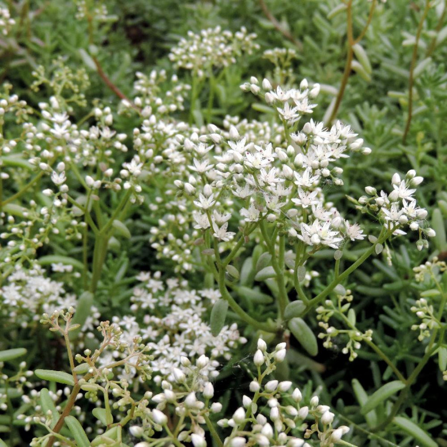 Plantes Vivaces SEDUM album - Sédum en vente - Orpin blanc en vente - Pépinière Lepage .