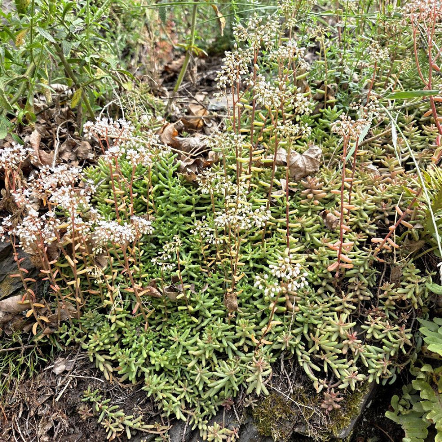 Plantes Vivaces SEDUM album - Sédum en vente - Orpin blanc en vente - Pépinière Lepage .