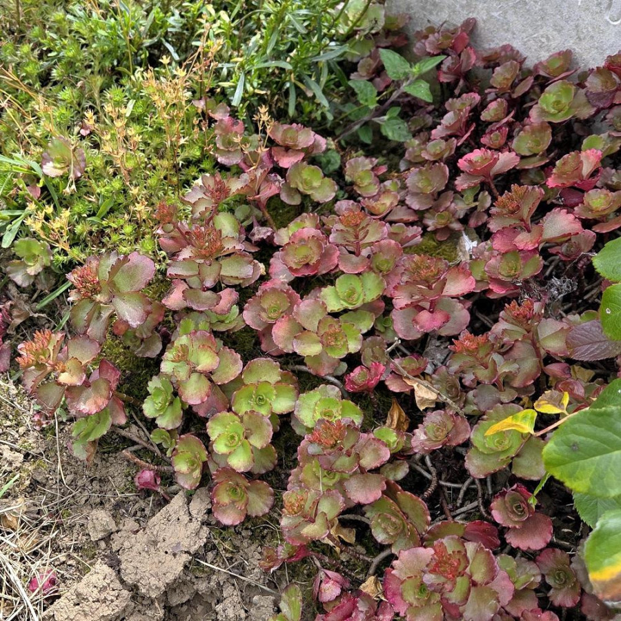 Plantes Vivaces SEDUM spurium 'Atropurpureum' - Sédum en vente - Orpin en vente - Pépinière Lepage .