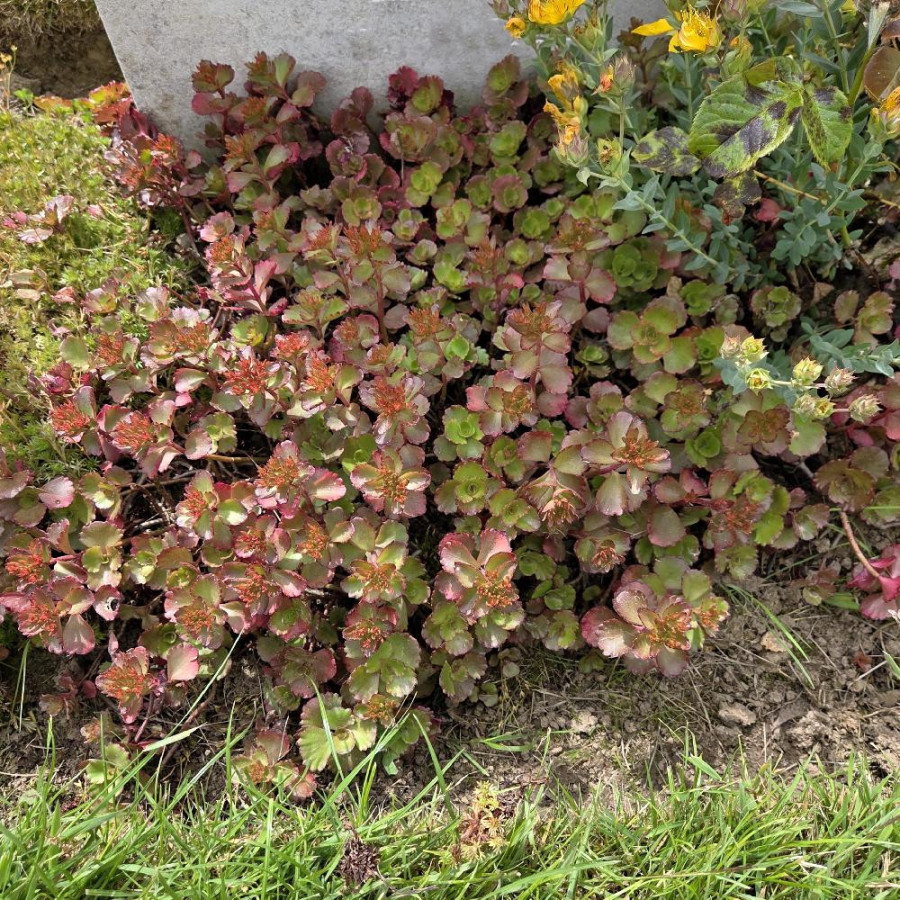 Plantes Vivaces SEDUM spurium 'Atropurpureum' - Sédum en vente - Orpin en vente - Pépinière Lepage .