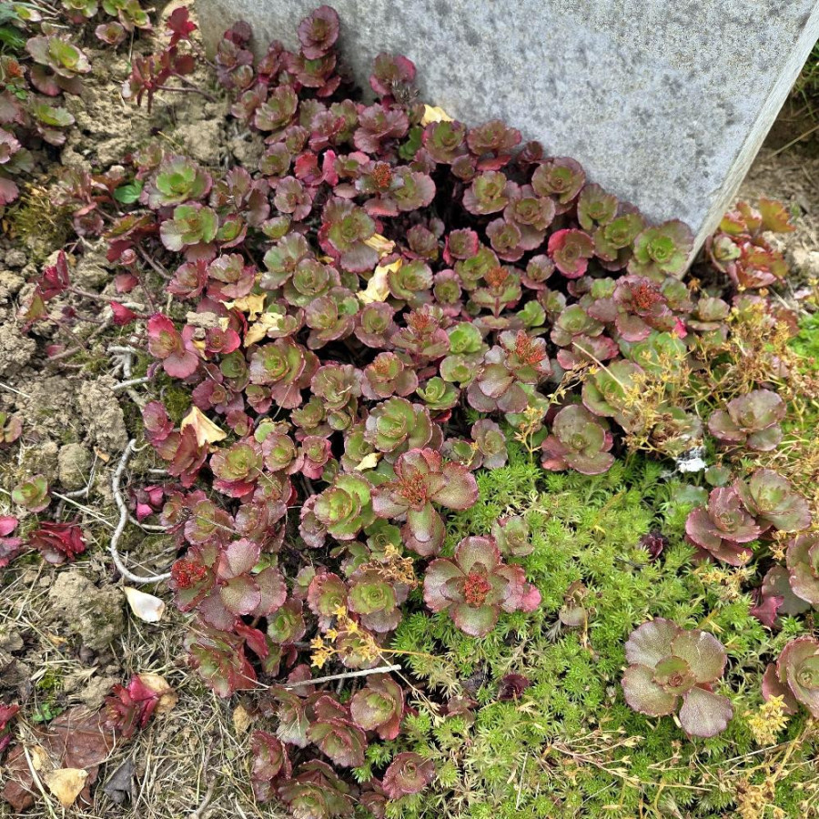 Plantes Vivaces SEDUM spurium 'Atropurpureum' - Sédum en vente - Orpin en vente - Pépinière Lepage .