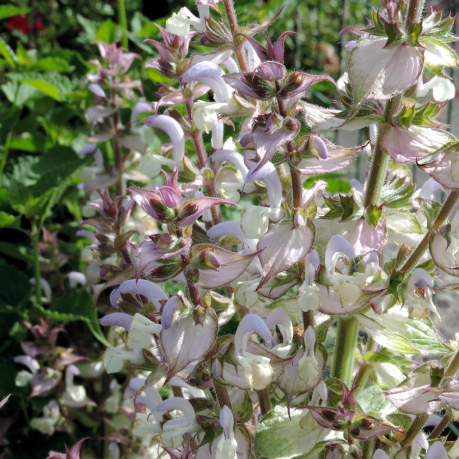 Plantes Vivaces SALVIA sclarea - Sauge en vente - Sauge musquée en vente - Pépinière Lepage .