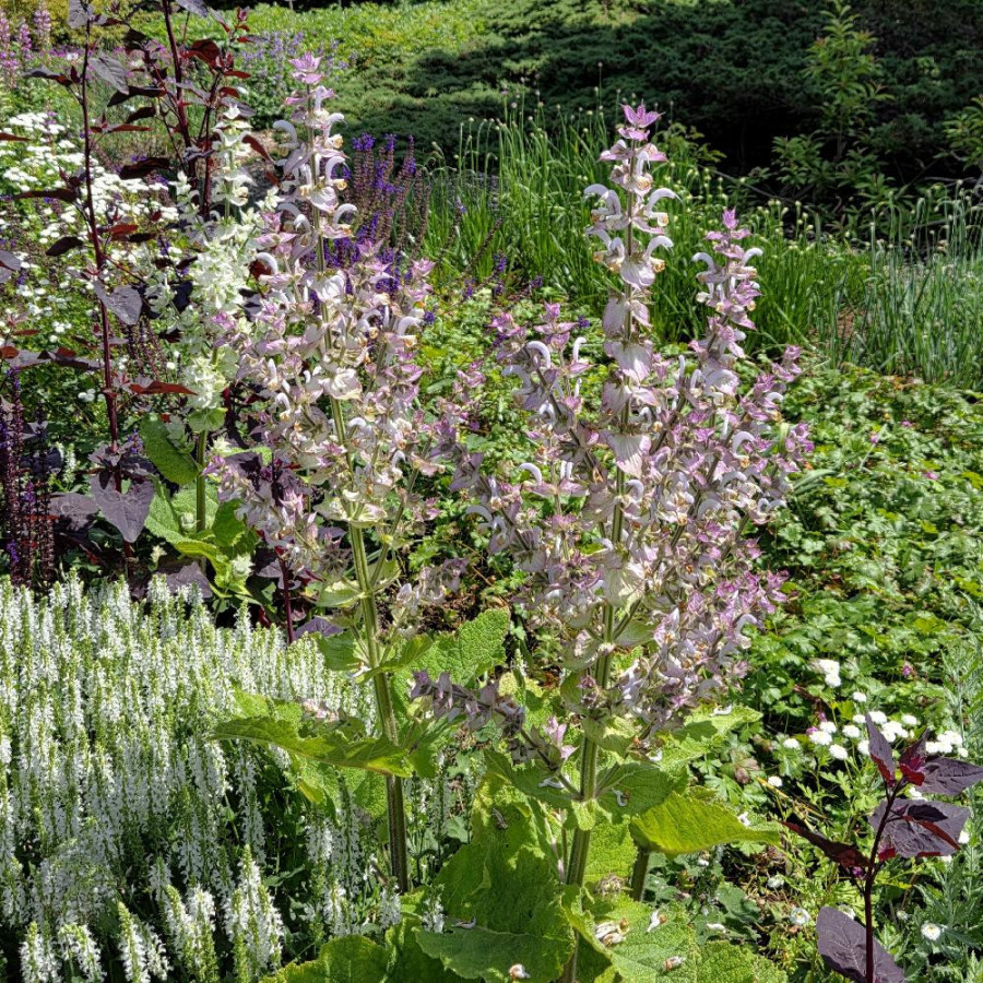 Plantes Vivaces SALVIA sclarea - Sauge en vente - Sauge musquée en vente - Pépinière Lepage .