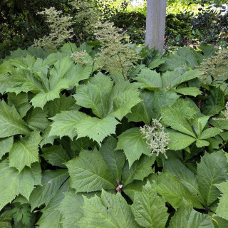 Plantes Vivaces RODGERSIA pinnata en vente - Pépinière Lepage .