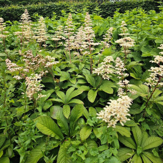 Plantes Vivaces RODGERSIA aesculifolia - Rodgersia à feuilles de marronnier en vente - Pépinière Lepage .