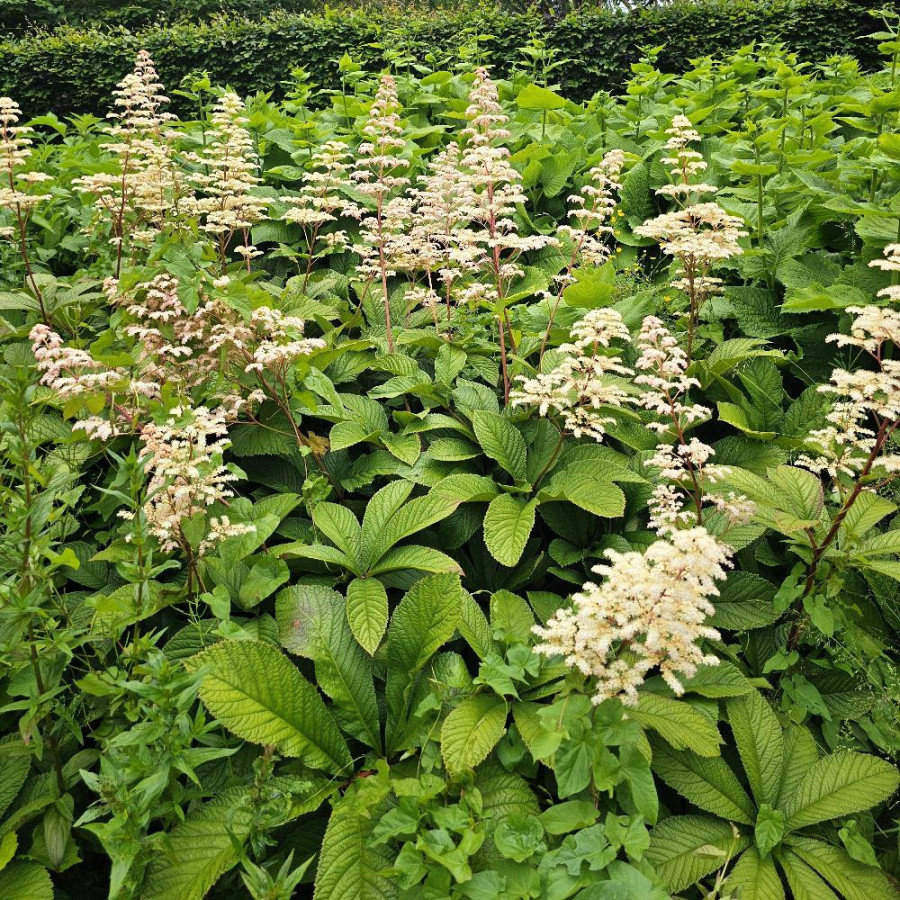 Plantes Vivaces RODGERSIA aesculifolia - Rodgersia à feuilles de marronnier en vente - Pépinière Lepage .