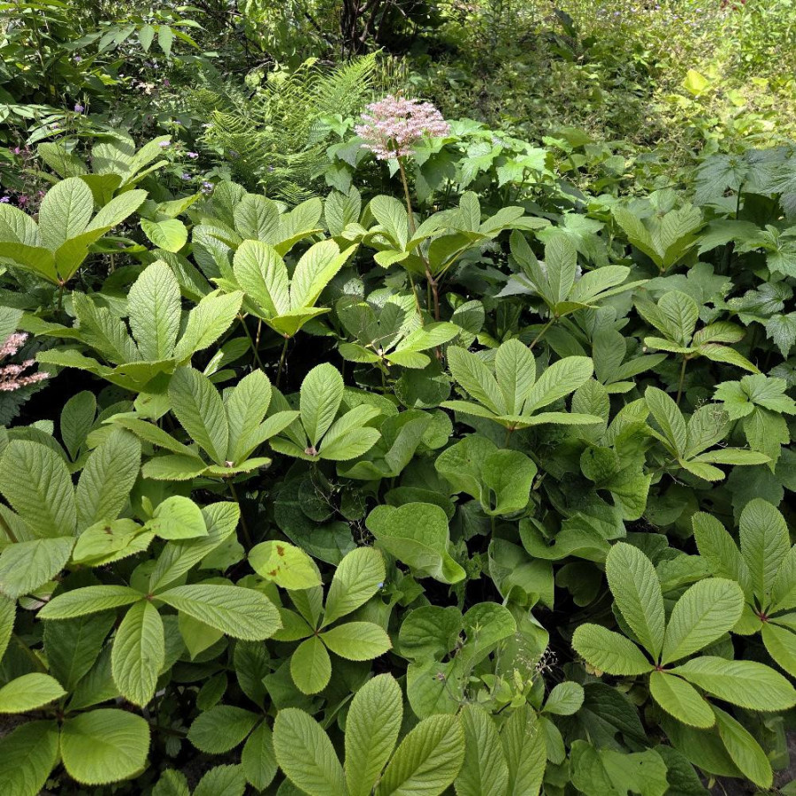 Plantes Vivaces RODGERSIA aesculifolia - Rodgersia à feuilles de marronnier en vente - Pépinière Lepage .