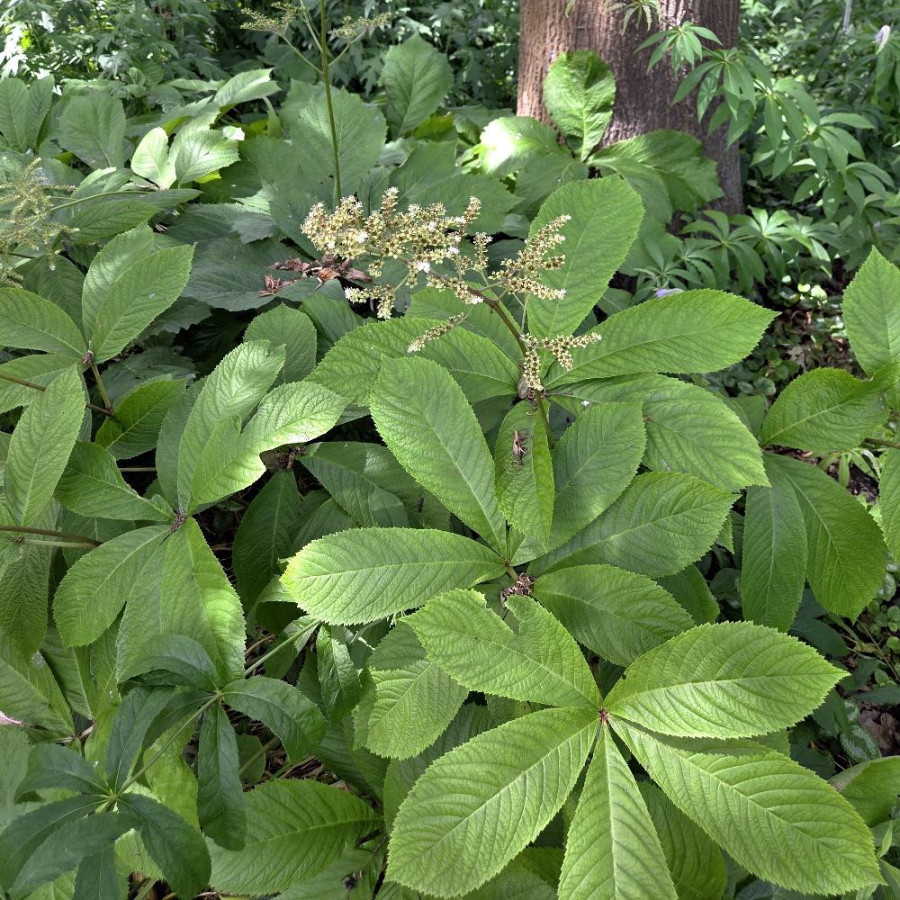 Plantes Vivaces RODGERSIA aesculifolia - Rodgersia à feuilles de marronnier en vente - Pépinière Lepage .