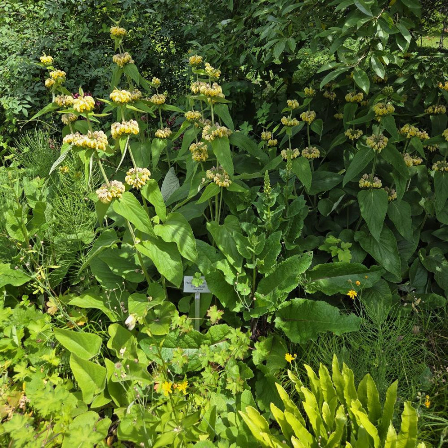 Plantes Vivaces PHLOMIS russeliana en vente - Pépinière Lepage .