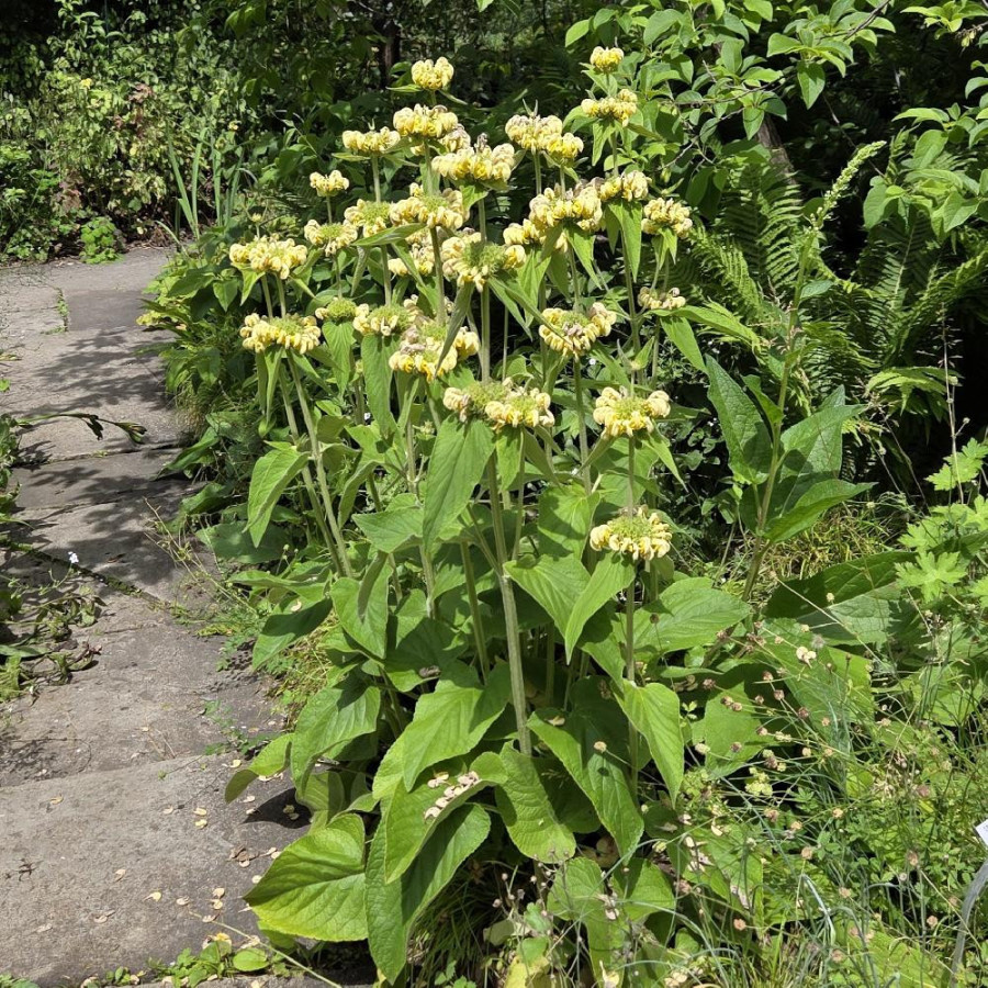 Plantes Vivaces PHLOMIS russeliana en vente - Pépinière Lepage .