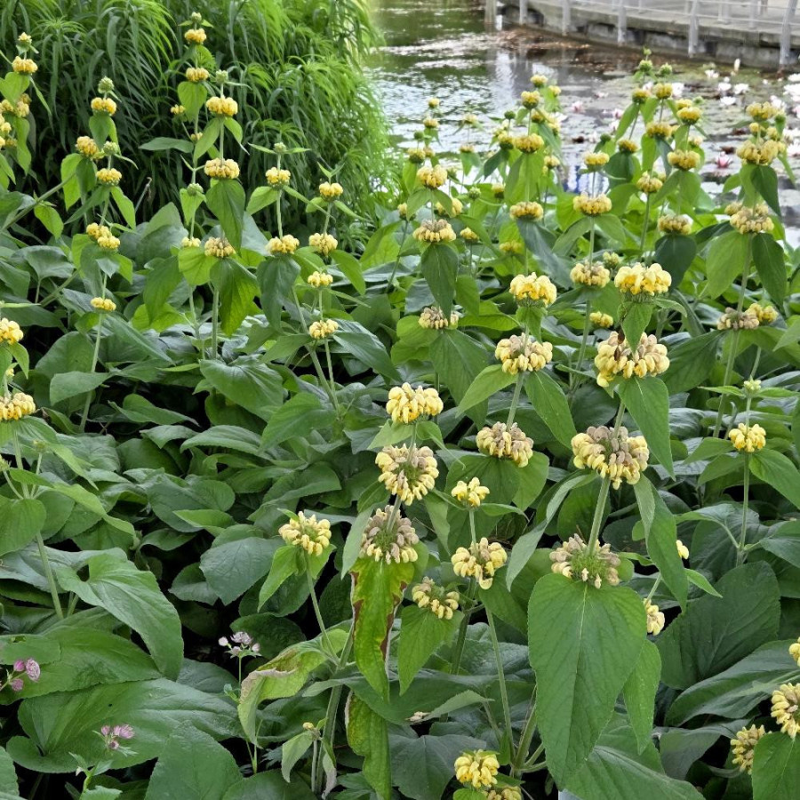 Plantes Vivaces PHLOMIS russeliana en vente - Pépinière Lepage .