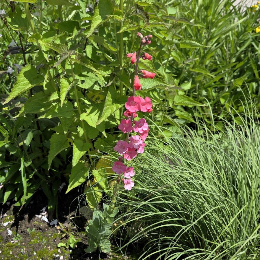 Plantes Vivaces PENSTEMON superbus - Galane en vente - Pépinière Lepage .