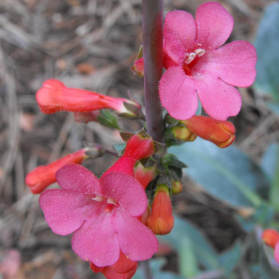 Plantes Vivaces PENSTEMON superbus - Galane en vente - Pépinière Lepage .